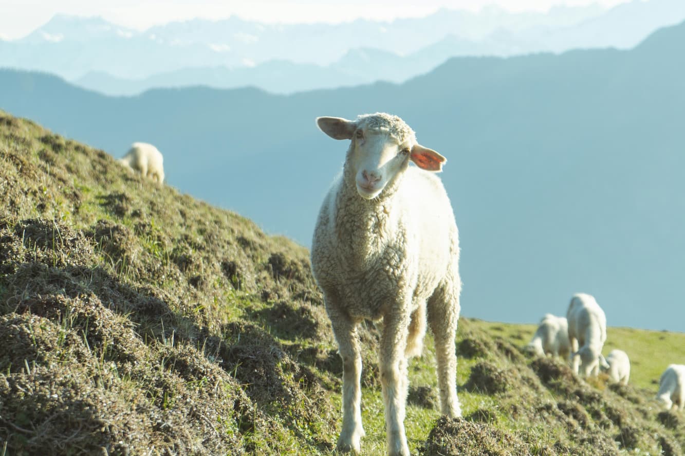 Shoja sheep